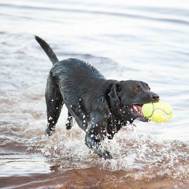 KONG Airdog® Squeaker Dumbbell Medium