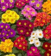 Primrose