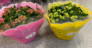 Kalanchoe Bowl
