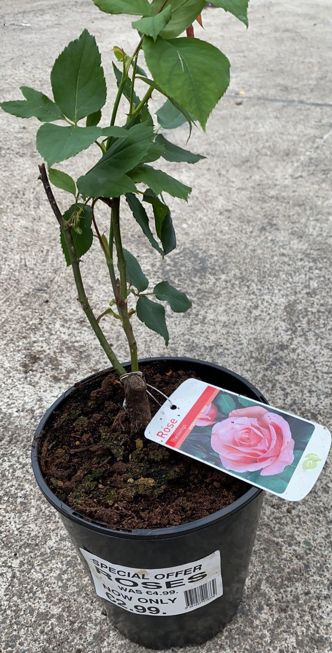Hybrid tea rose
