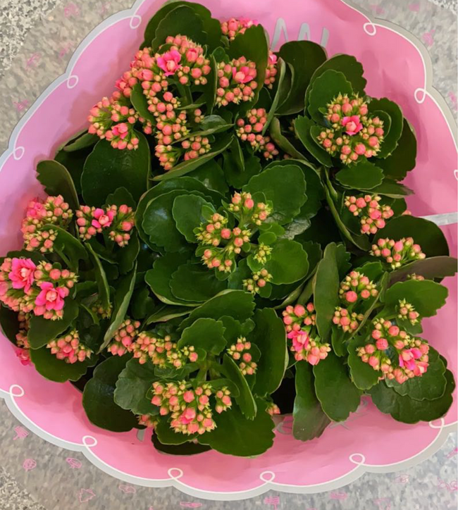 Kalanchoe Bowl