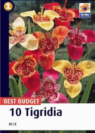 Tigridia