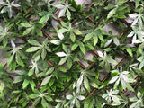 Expanding Artificial Hedge Trellis Evergreen 2x1m