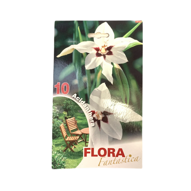 Flora Fantastica Acidanthera Seed 10 per Pack