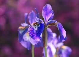 Flora Fantastica Iris Seed 15 per Pack