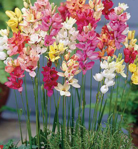 Flora Fantastica Ixia multi color Seed 15 per Pack