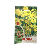 Flora Fantastica Allium Seed 15 per Pack